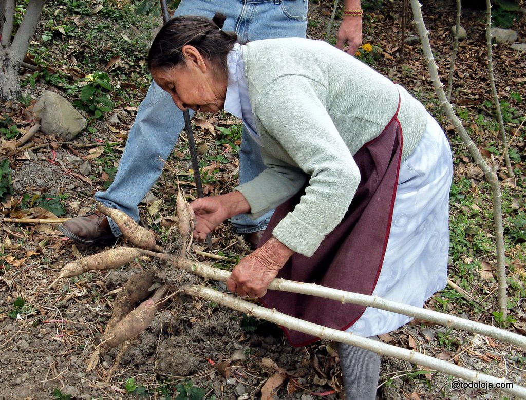 Balbina en su recolección de yuca en Sacapo - San Pedro de Vilcabamba 