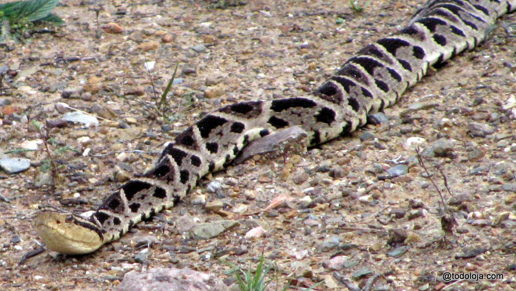 Equis Bothrops Asper- Macanche - Vilcabamba Loja Ecuador