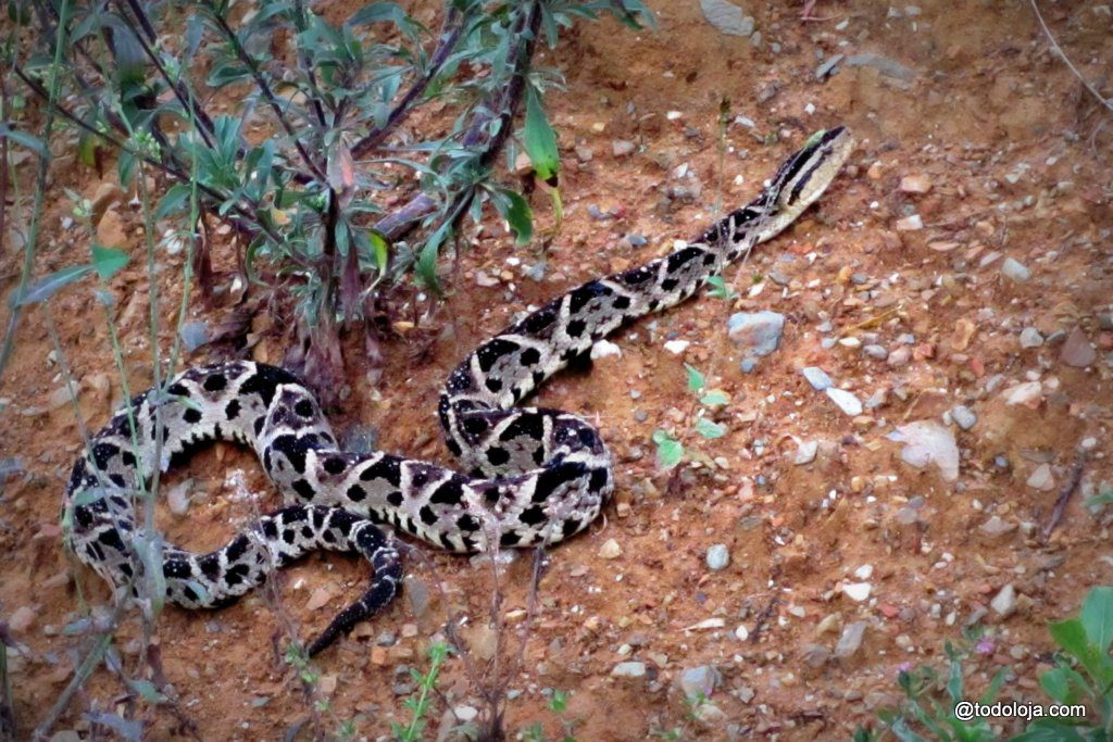 Bothrops Asper- Macanche - Vilcabamba Loja Ecuador