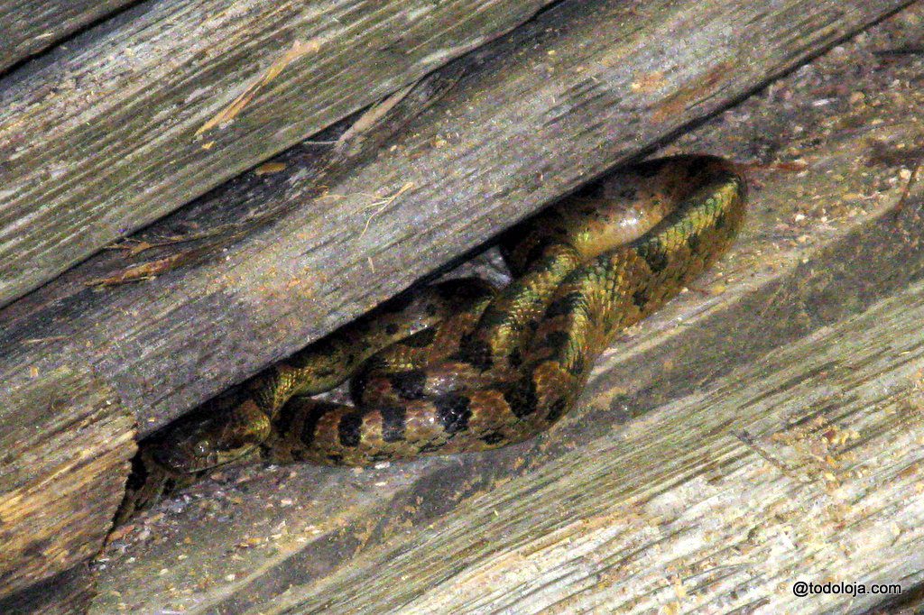 Banded Cat Eyed Snake