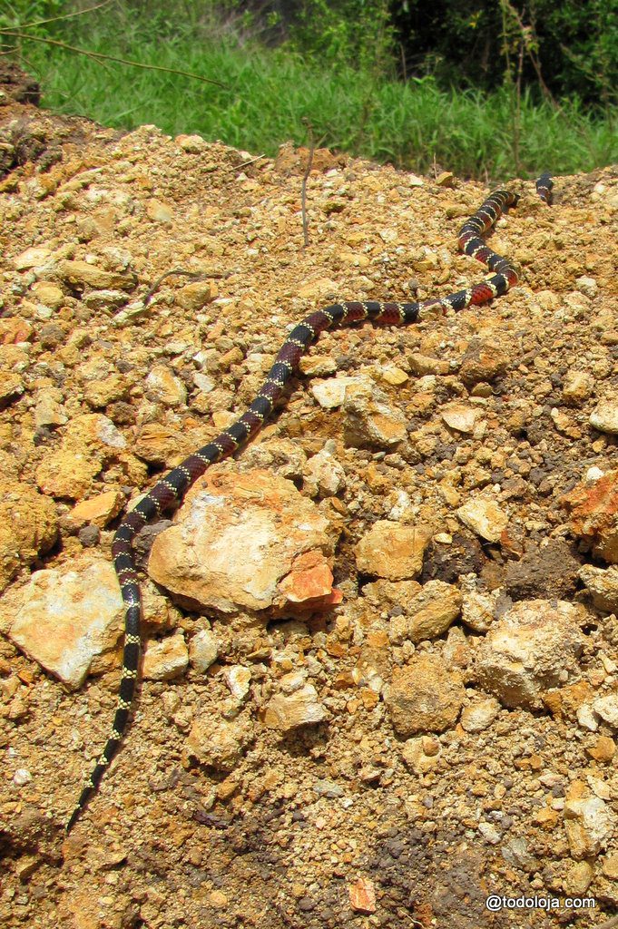 Serpiente Snake Coral (this one is dangerous)