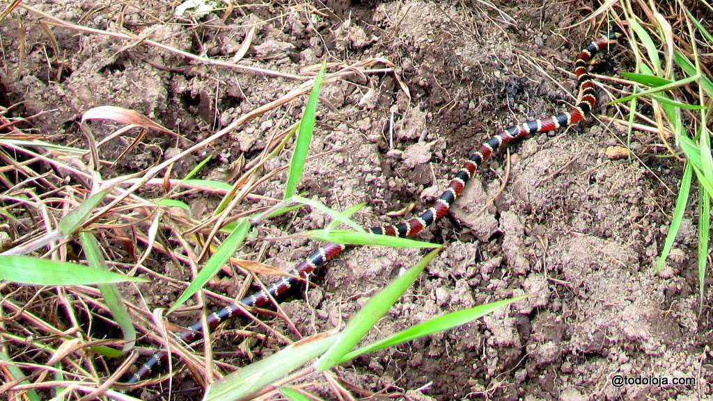 Coral snake - Loja Ecuador