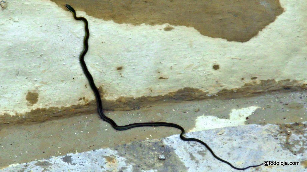 Serpiente inofensiva - Vilcabamba Loja Ecuador