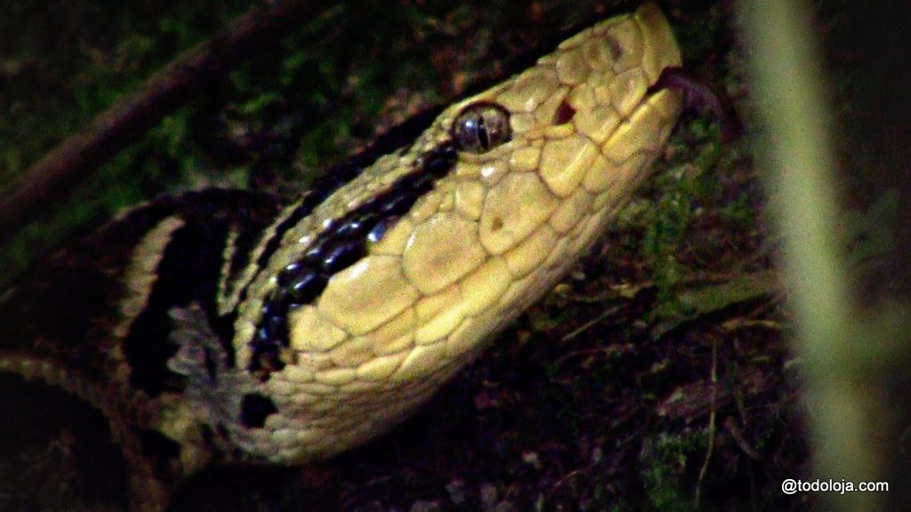 Equis Bothrops Asper- Macanche - Vilcabamba Loja Ecuador