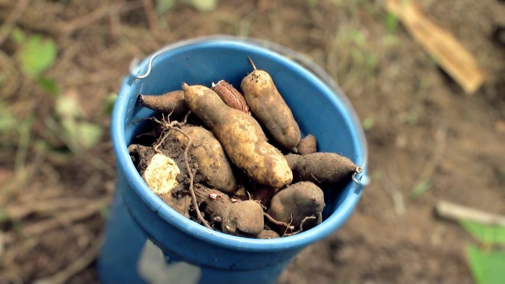 Sweet Potato - Living Healthy in Vilcabamba and Loja
